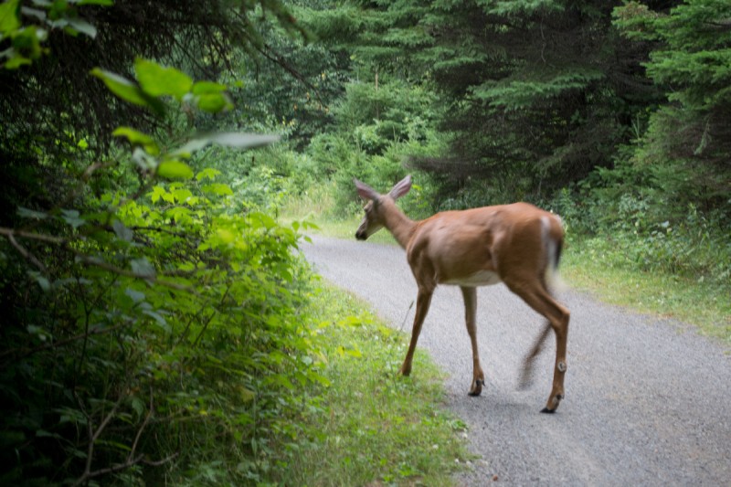 Gaspésie 5