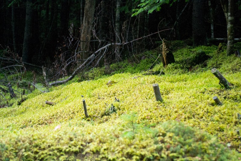 Gaspésie 10