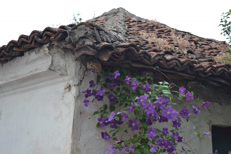 Pirot IV