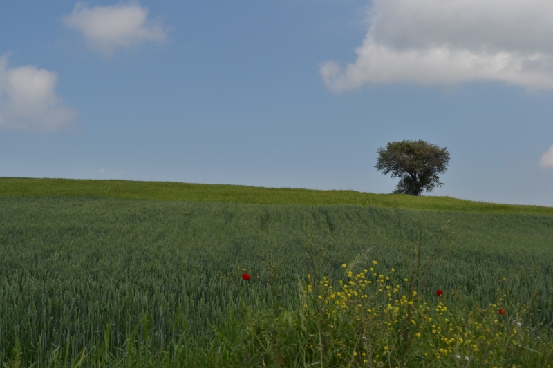 Campagne