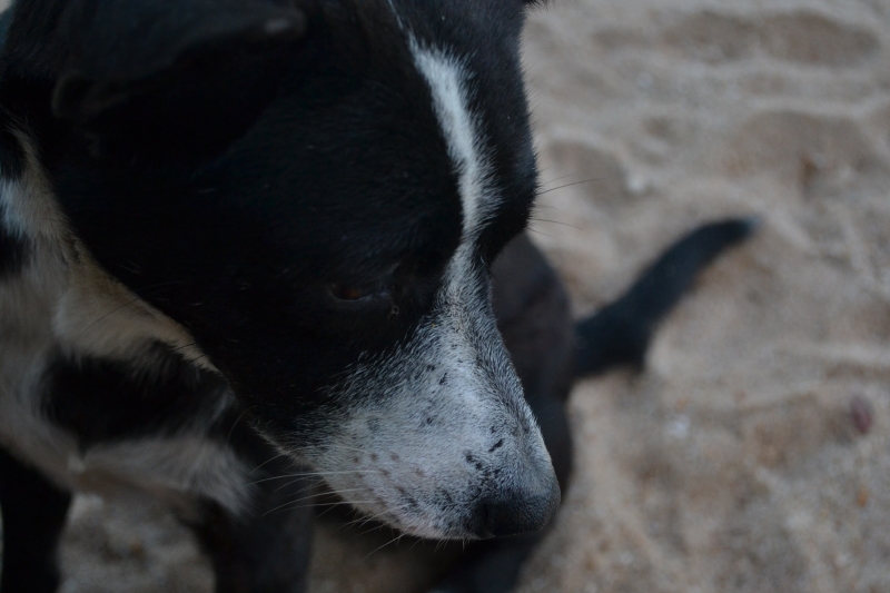 Chien