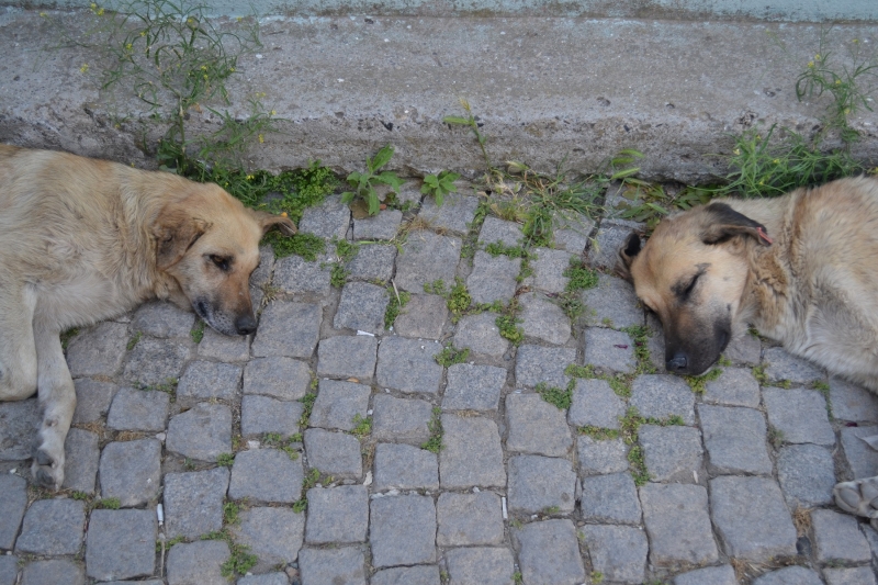 Preguiça – Paresse – Lazyness